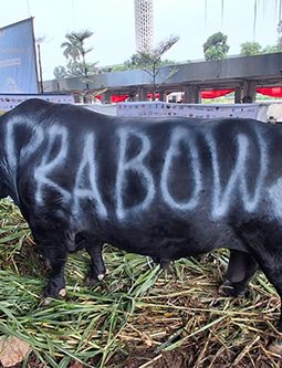 1.098 Ekor Sapi Prabowo Dibeli dengan APBN, Anggarannya Rp 100 Miliar