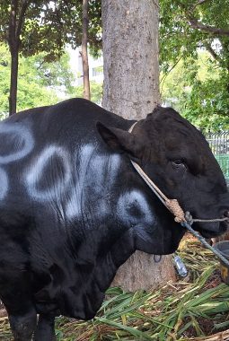 1.098 Ekor Sapi Prabowo Dibeli dengan APBN, Anggarannya Rp 100 Miliar