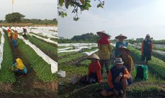Sentuhan Kuning di Bumi Kedungadem,Kader Golkar Hadirkan Solusi Tani Mandiri, Bibit dan Pupuk Bisa Dibayar Pasca-Panen